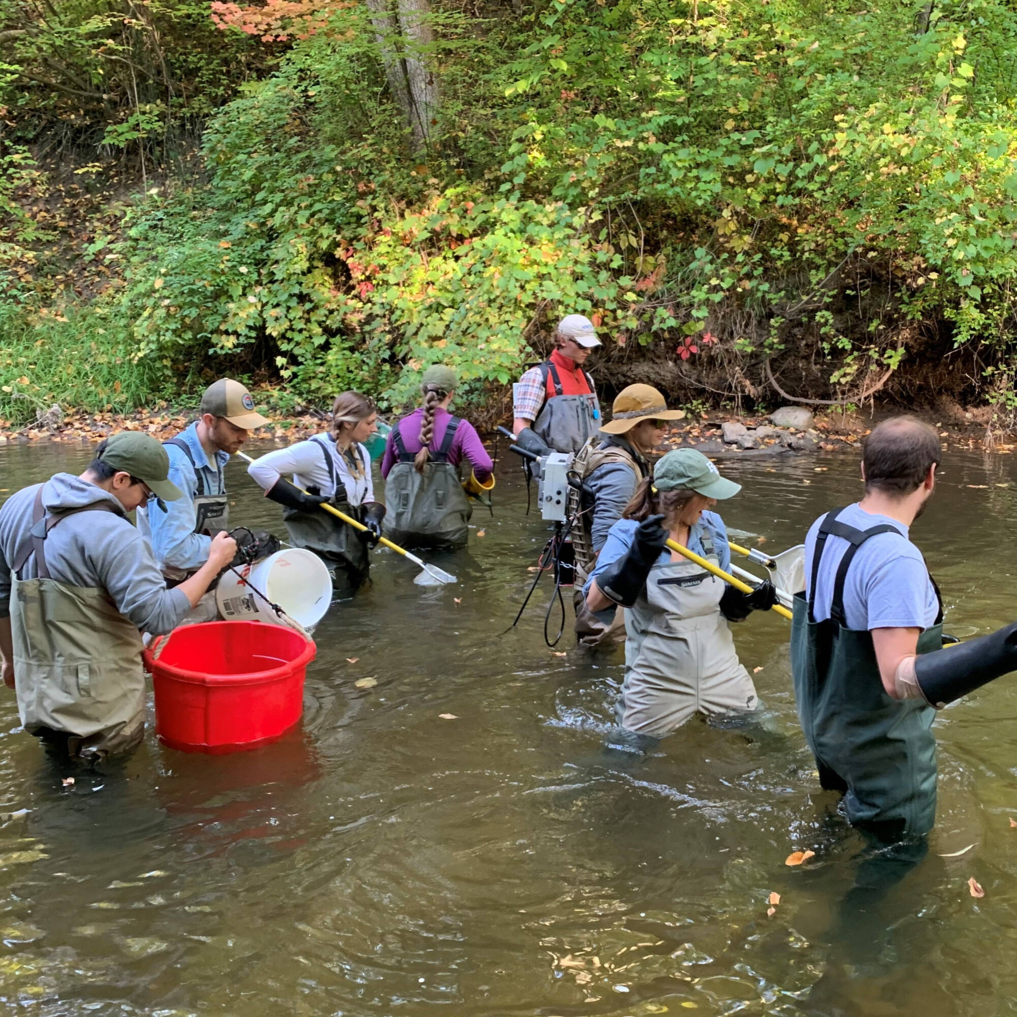 Graduate students conducting an electrofishing stream survey.